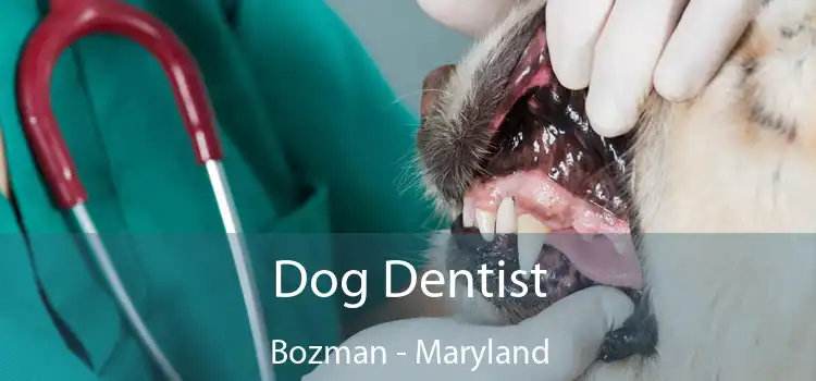 Dog Dentist Bozman - Maryland