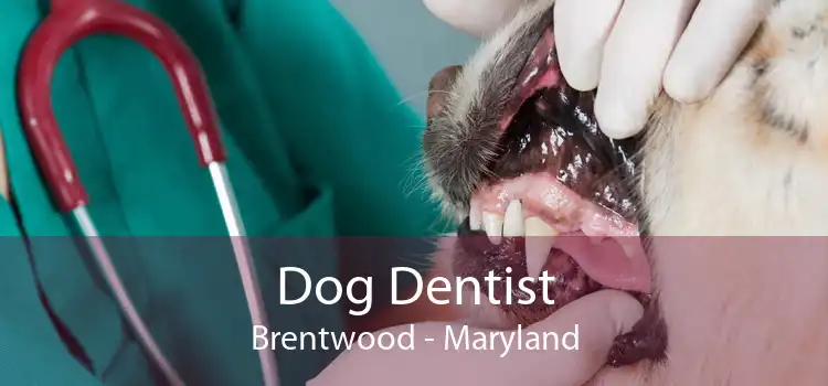 Dog Dentist Brentwood - Maryland