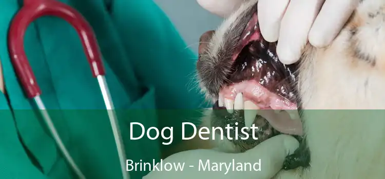 Dog Dentist Brinklow - Maryland