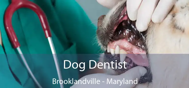 Dog Dentist Brooklandville - Maryland