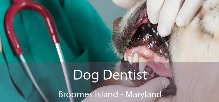 Dog Dentist Broomes Island - Maryland