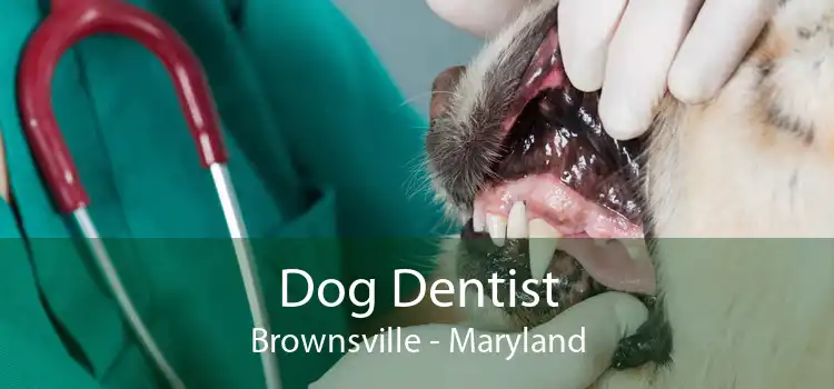 Dog Dentist Brownsville - Maryland