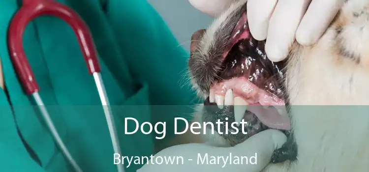 Dog Dentist Bryantown - Maryland