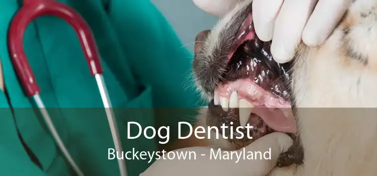 Dog Dentist Buckeystown - Maryland