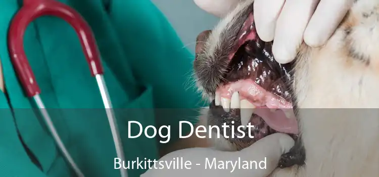 Dog Dentist Burkittsville - Maryland