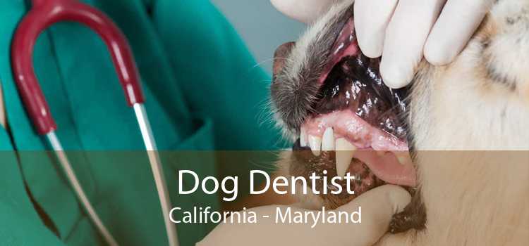 Dog Dentist California - Maryland