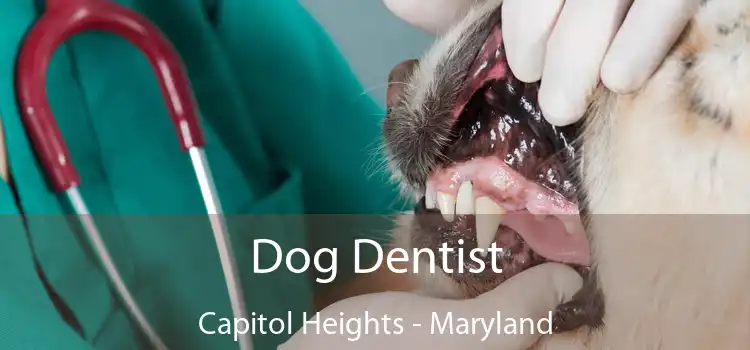 Dog Dentist Capitol Heights - Maryland