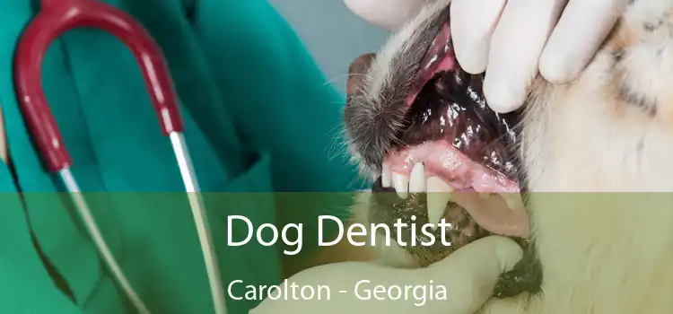 Dog Dentist Carolton - Georgia