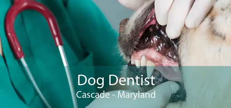 Dog Dentist Cascade - Maryland