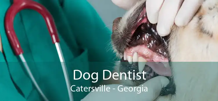 Dog Dentist Catersville - Georgia