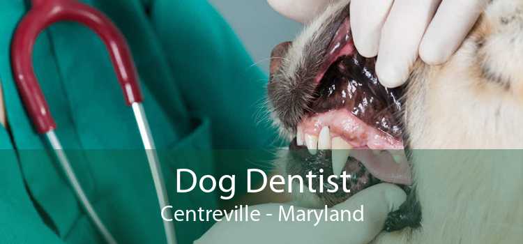 Dog Dentist Centreville - Maryland