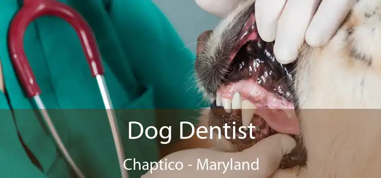 Dog Dentist Chaptico - Maryland