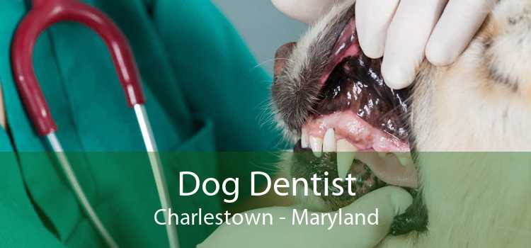 Dog Dentist Charlestown - Maryland