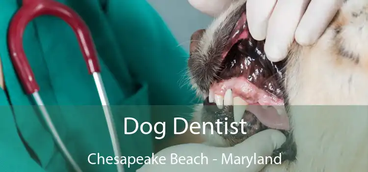 Dog Dentist Chesapeake Beach - Maryland