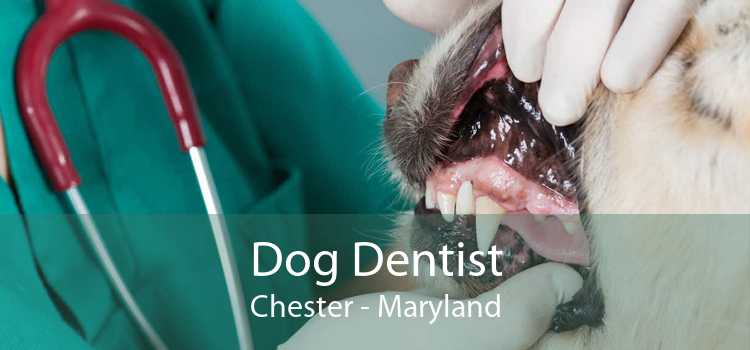 Dog Dentist Chester - Maryland