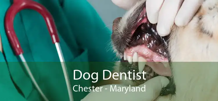 Dog Dentist Chester - Maryland