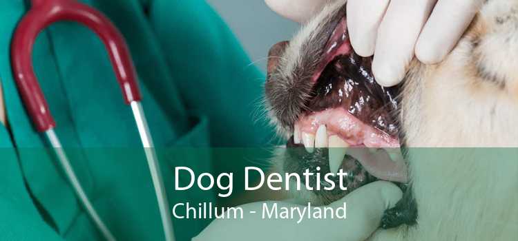 Dog Dentist Chillum - Maryland