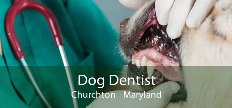 Dog Dentist Churchton - Maryland