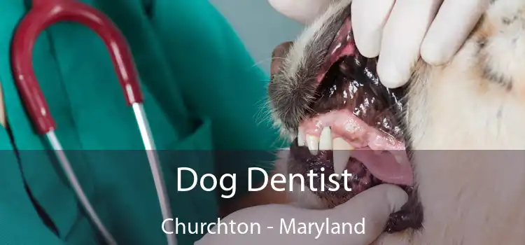 Dog Dentist Churchton - Maryland