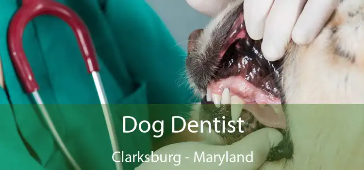 Dog Dentist Clarksburg - Maryland