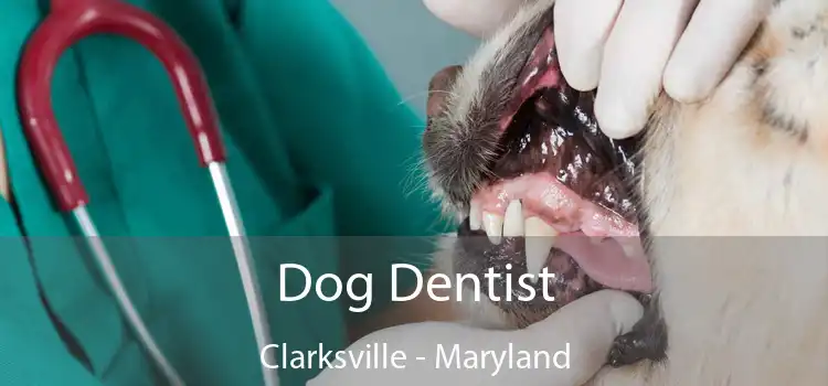 Dog Dentist Clarksville - Maryland