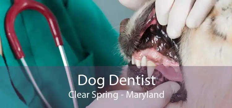 Dog Dentist Clear Spring - Maryland