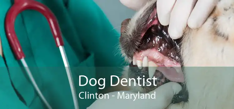 Dog Dentist Clinton - Maryland