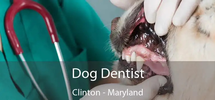 Dog Dentist Clinton - Maryland