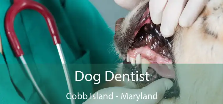 Dog Dentist Cobb Island - Maryland