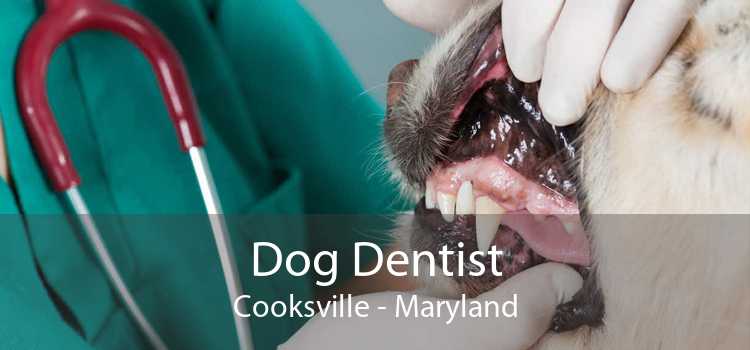 Dog Dentist Cooksville - Maryland