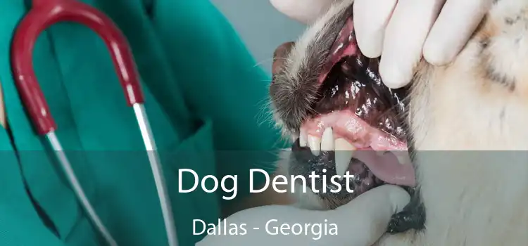 Dog Dentist Dallas - Georgia