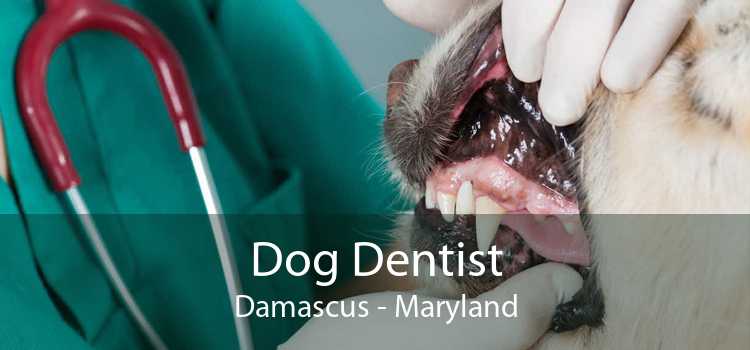 Dog Dentist Damascus - Maryland