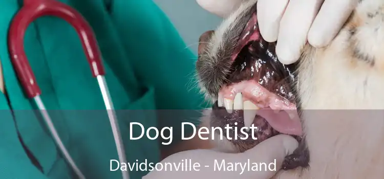 Dog Dentist Davidsonville - Maryland