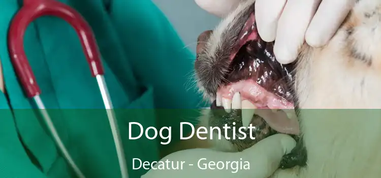 Dog Dentist Decatur - Georgia