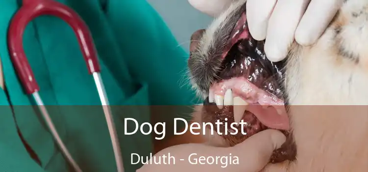 Dog Dentist Duluth - Georgia