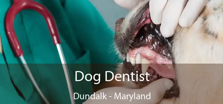 Dog Dentist Dundalk - Maryland