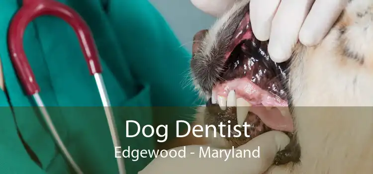 Dog Dentist Edgewood - Maryland