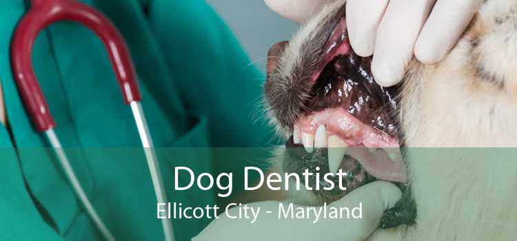 Dog Dentist Ellicott City - Maryland