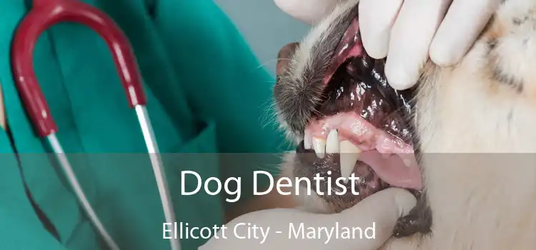 Dog Dentist Ellicott City - Maryland