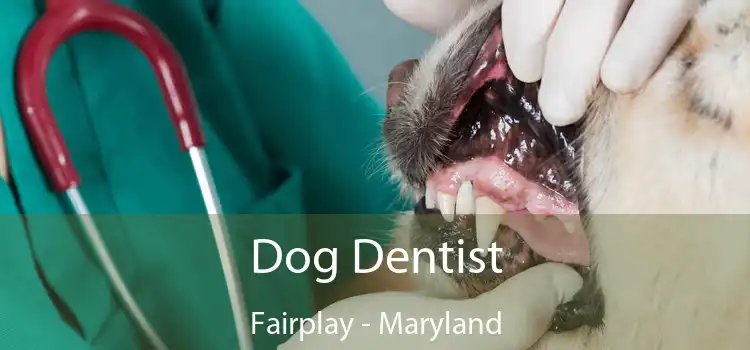 Dog Dentist Fairplay - Maryland