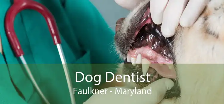 Dog Dentist Faulkner - Maryland