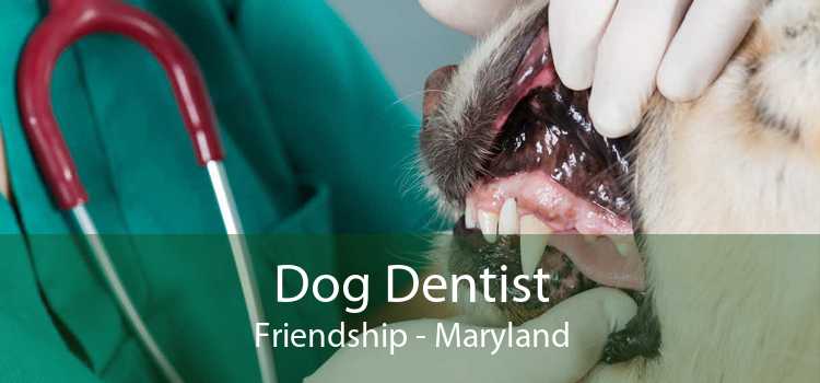Dog Dentist Friendship - Maryland