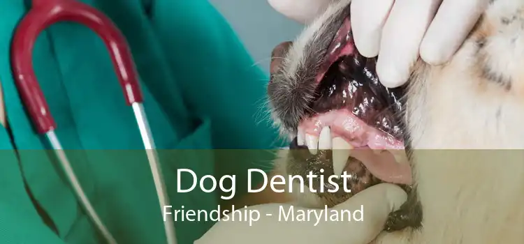 Dog Dentist Friendship - Maryland