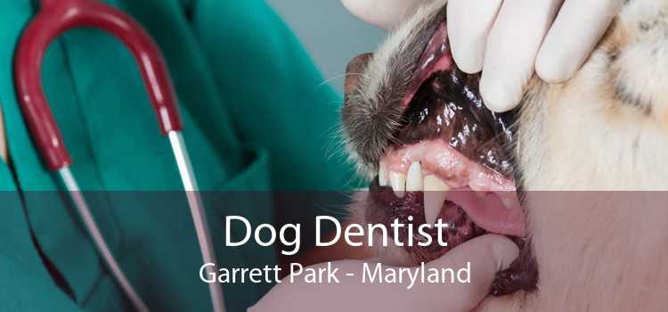 Dog Dentist Garrett Park - Maryland