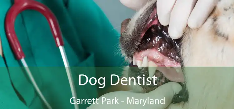 Dog Dentist Garrett Park - Maryland