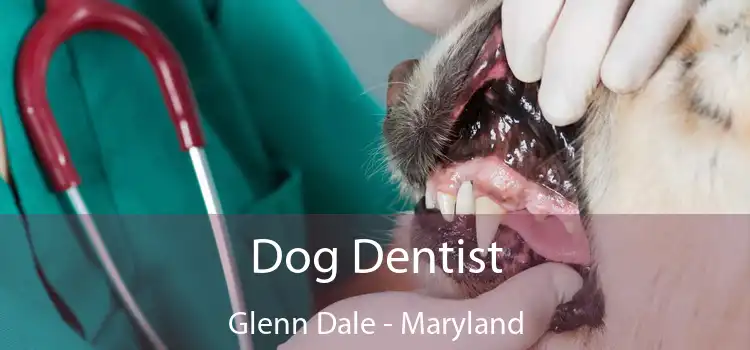 Dog Dentist Glenn Dale - Maryland