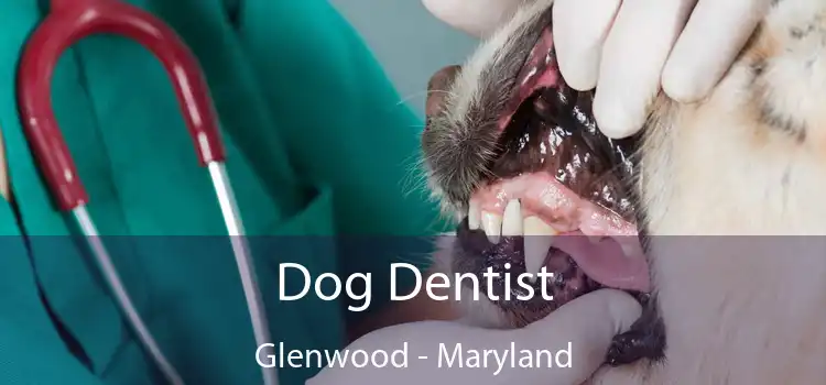 Dog Dentist Glenwood - Maryland