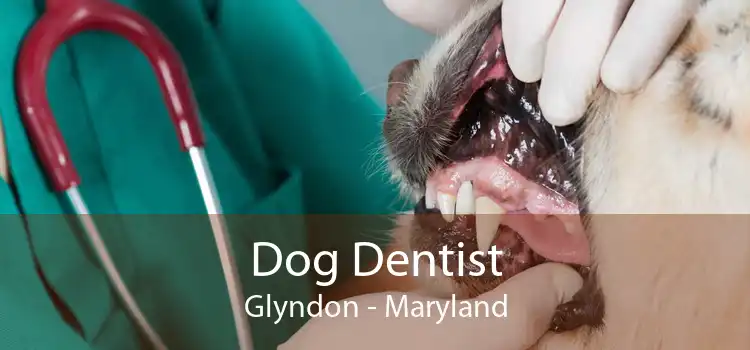 Dog Dentist Glyndon - Maryland