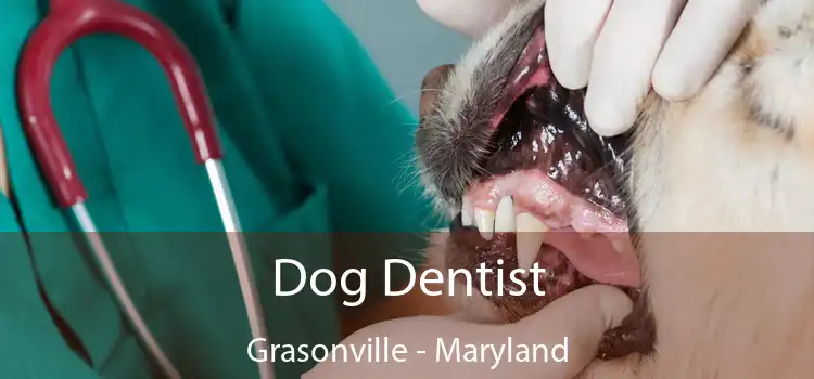 Dog Dentist Grasonville - Maryland