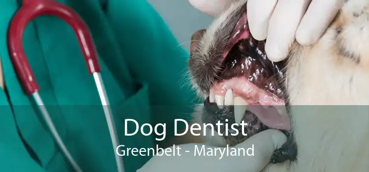Dog Dentist Greenbelt - Maryland